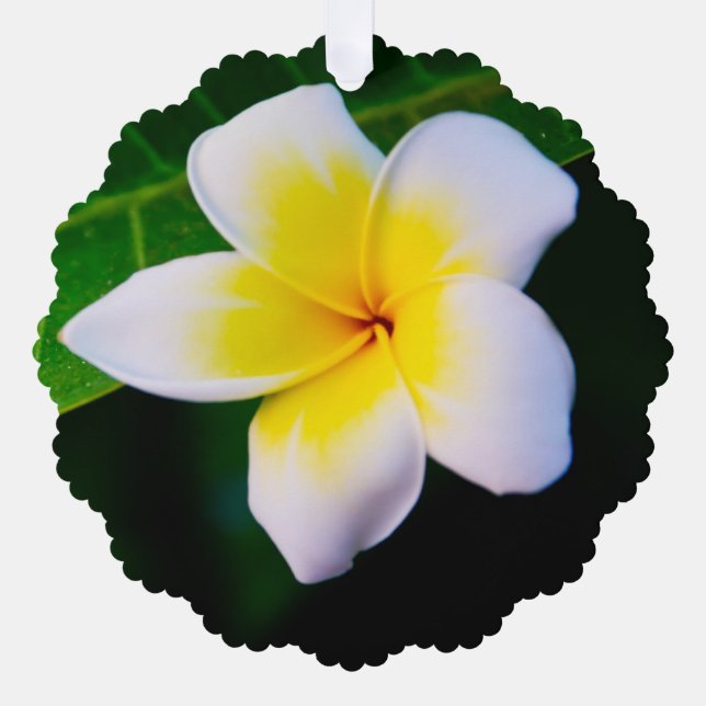plumeria tree decoration card (Front)