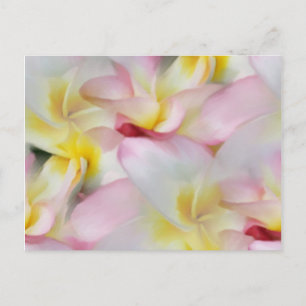 Plumeria Watercolor Postcard