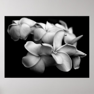 Plumerias in Black and White Poster