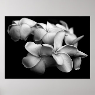 Plumerias in Black and White Poster