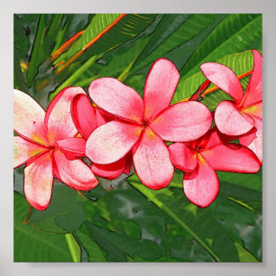 Plumerias pink  poster