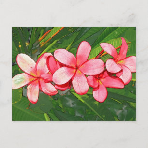 Plumerias Postcard