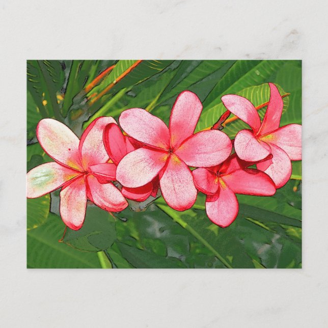 Plumerias Postcard (Front)