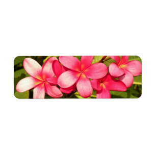 Plumerias Return Address Label