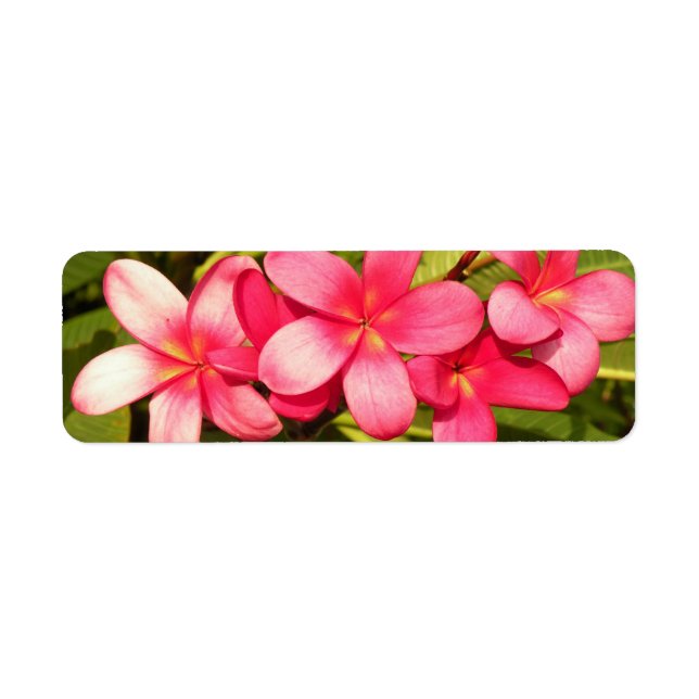 Plumerias Return Address Label (Front)