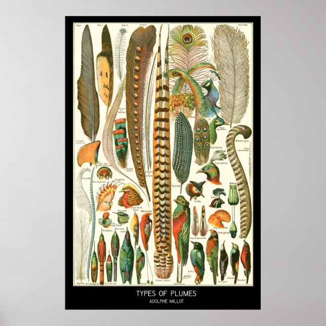 Plumes Poster (Front)
