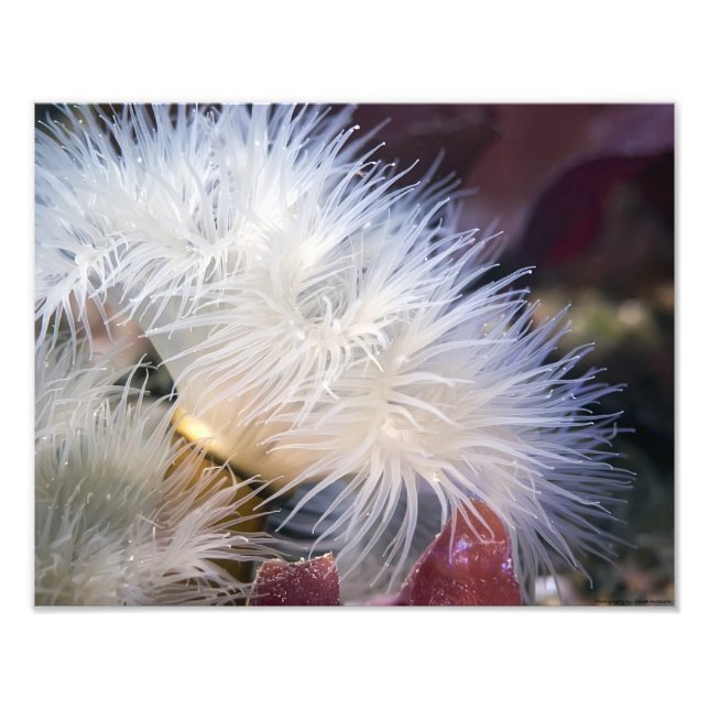 Plumose Anemone - fine art photo Print (Front)