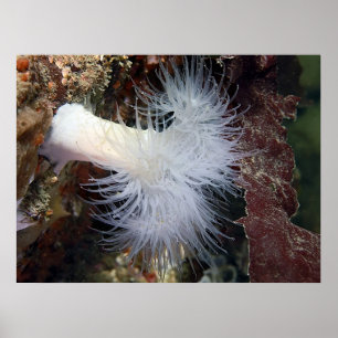 Plumose Anemone (Metridium farcimen) - Fine Art Poster