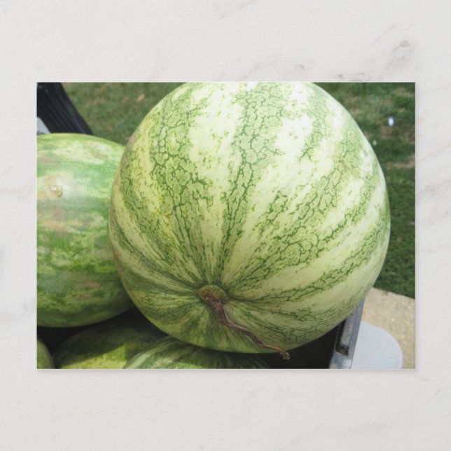 Plump Melon Postcard (Front)