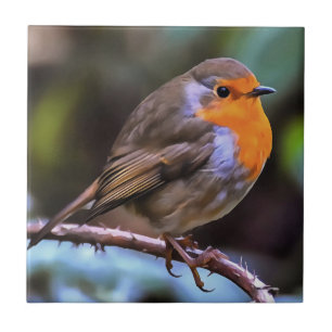 Plump Robin Perched On A Branch Wildlife Art Ceramic Tile