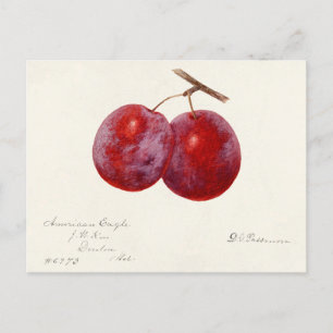 Plums (Prunus Domestica) Fruit Watercolor Painting Postcard
