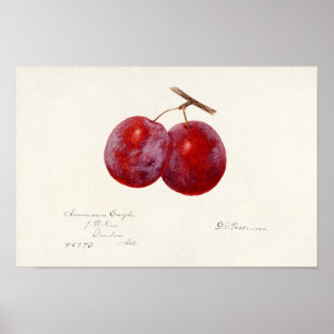 Plums (Prunus Domestica) Fruit Watercolor Painting Poster