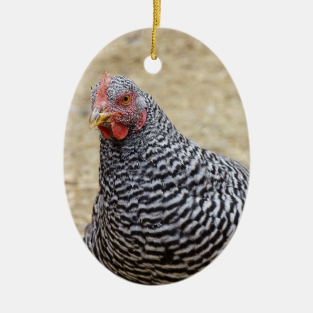 Plymouth Barred Rock Hen Photograph Ceramic Ornament (Front)