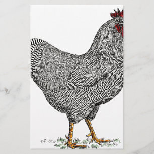 Plymouth Rock Chicken Drawing