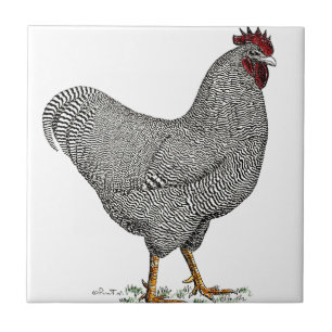 Plymouth Rock Chicken Drawing Tile