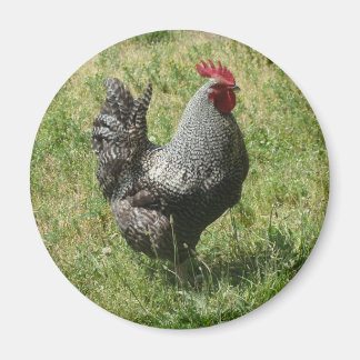 Plymouth Rock Chicken Magnet