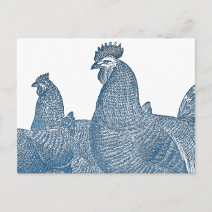 Plymouth Rock Chickens Antique Blue Rooster Hens Postcard