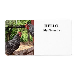 Plymouth Rock Hens
