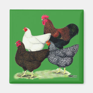 Plymouth Rock Quartet Magnet