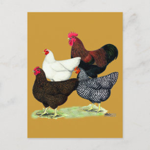 Plymouth Rock Quartet Postcard