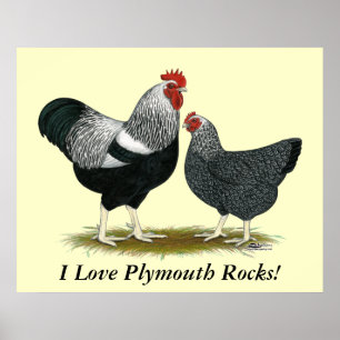 Plymouth Rock:  Silver Penciled Pair Poster