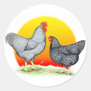 Plymouth Rocks:  Sunrise Classic Round Sticker