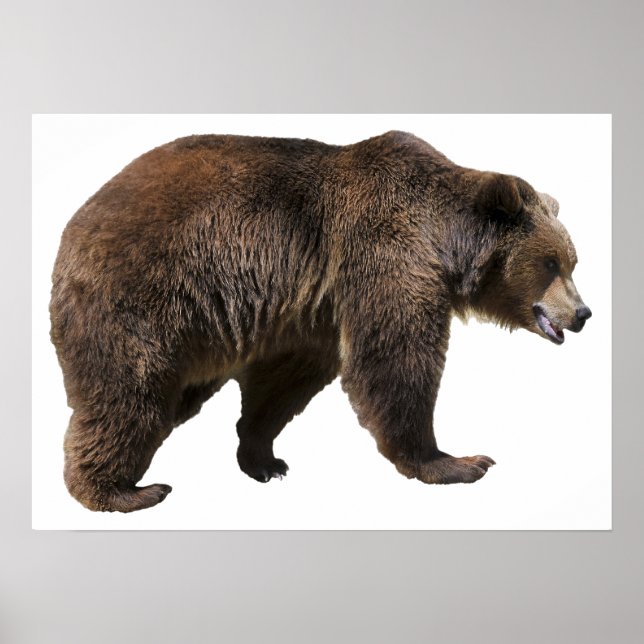 Png isolated brown bear poster (Front)