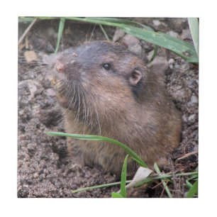 Pocket Gopher Ceramic Tile