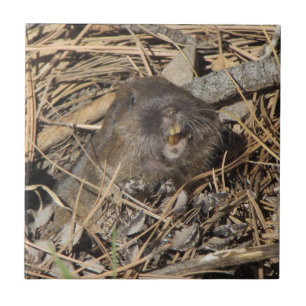 Pocket Gopher Ceramic Tile