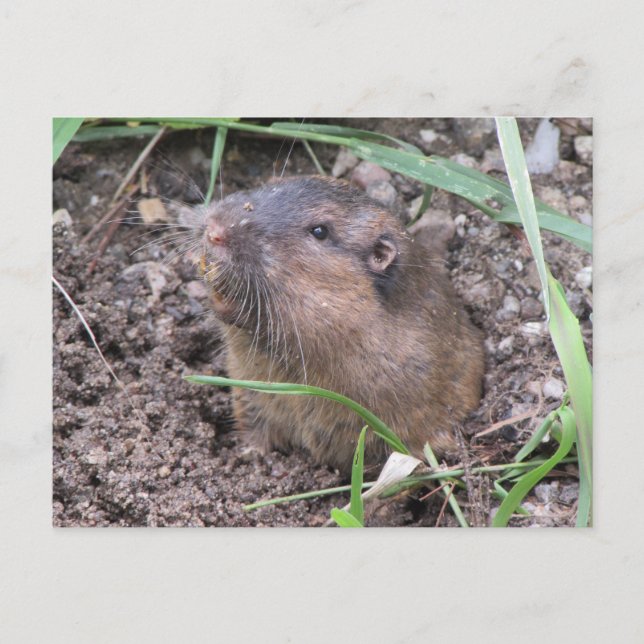 Pocket Gopher Postcard (Front)