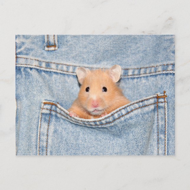 pocket pet postcard (Front)