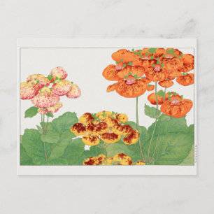 Pocketbook plant by Tanigami Konan Postcard