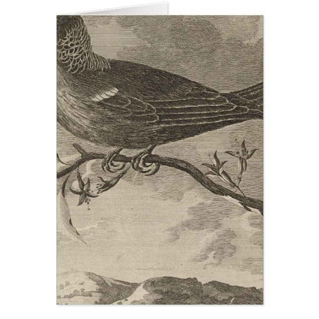 Poebird, New Zealand (Front)