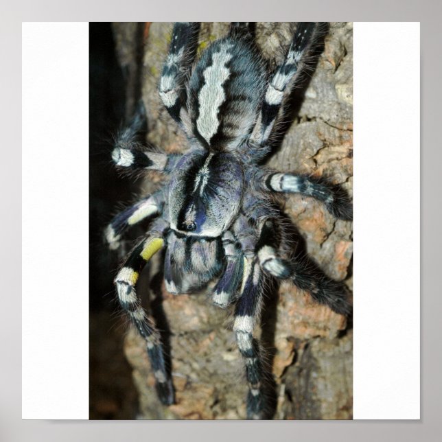 Poecilotheria regalis in full view poster (Front)