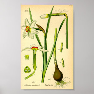 Poet's Daffodil (Narcissus poeticus) Print