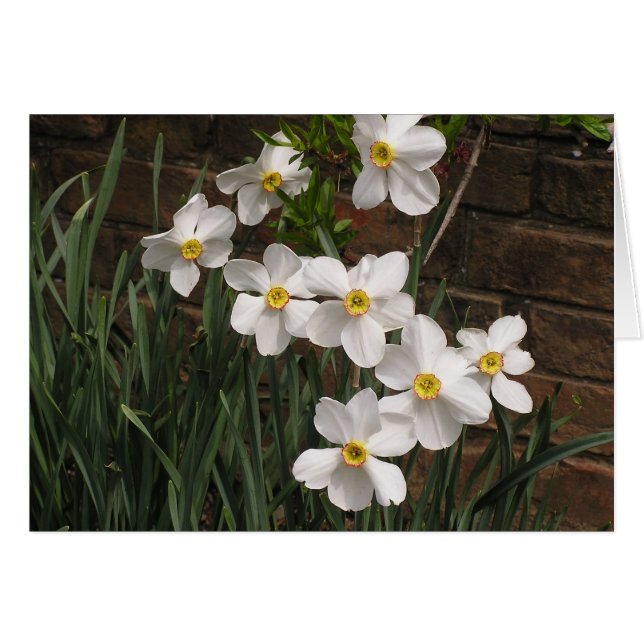 Poet's Narcissus (N. 'Actea') (Front Horizontal)
