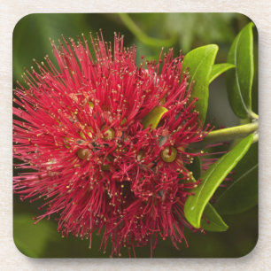 Pohutukawa Flower, Dunedin Coaster