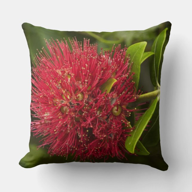 Pohutukawa Flower, Dunedin Cushion (Front)