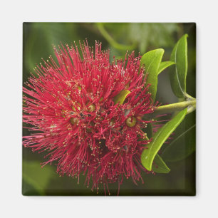 Pohutukawa Flower, Dunedin Magnet