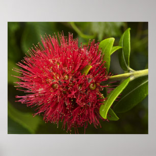 Pohutukawa Flower, Dunedin Poster