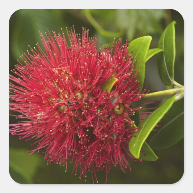Pohutukawa Flower, Dunedin Square Sticker (Front)