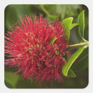 Pohutukawa Flower, Dunedin Square Sticker