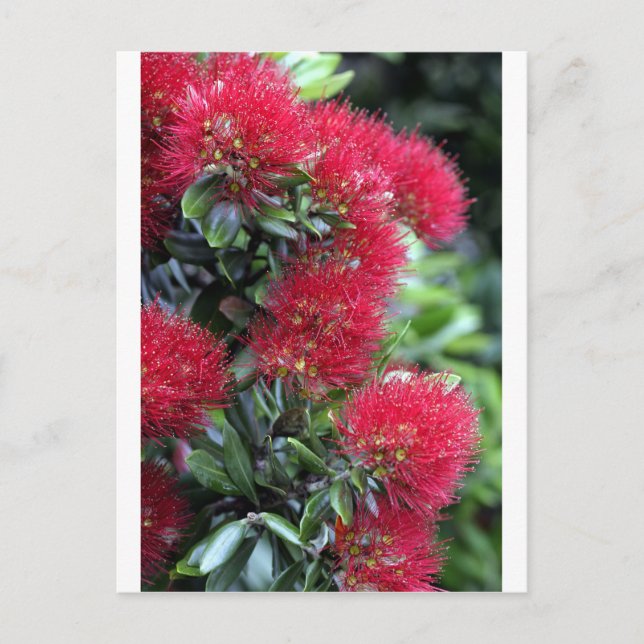 Pohutukawa tree flowering postcard (Front)