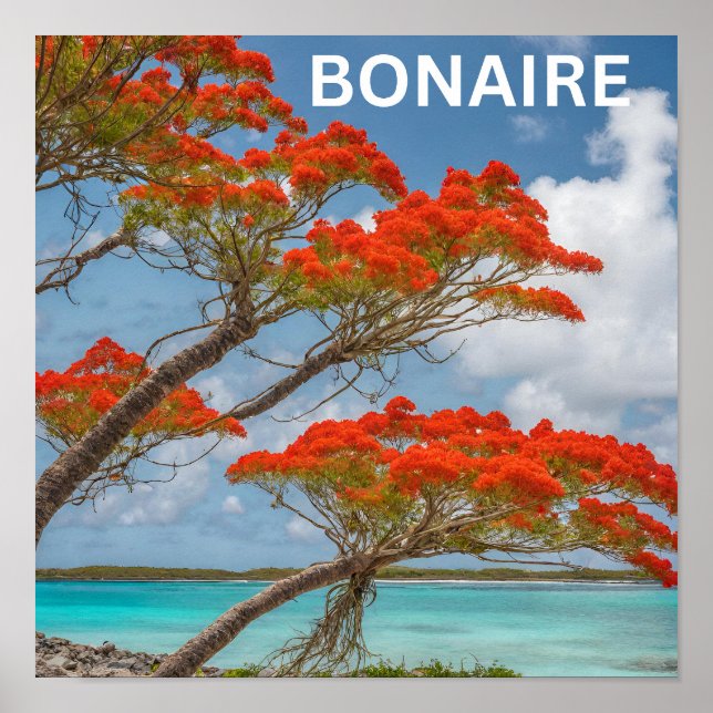 Poinciana tree in bonaire beautiful poster (Front)
