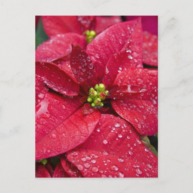 Poinsetta Closeup Postcard (Front)