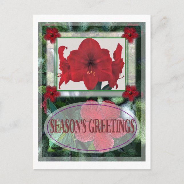 POINSETTA FRAME POSTCARD (Front)