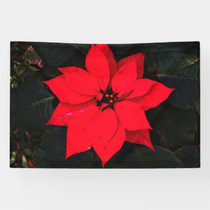 Poinsettia 6078 banner