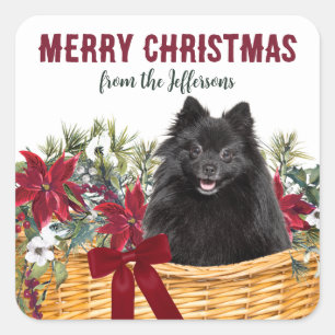 Poinsettia Black Pomeranian Christmas Basket Square Sticker