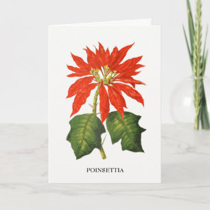 Poinsettia Botanical Print Holiday Card