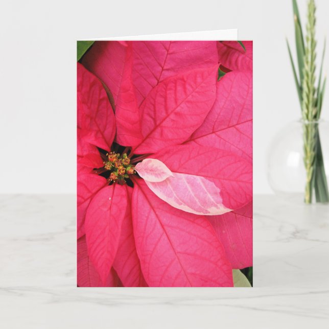 Poinsettia Christmas Card (Front)